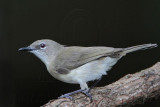 _MG_6361 Large-billed Gerygone.jpg