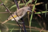 _MG_1811 Rufous-throated Honeyeater.jpg