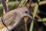_MG_1811crop Rufous-throated Honeyeater.jpg