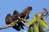 _MG_3230 Little Woodswallow.jpg