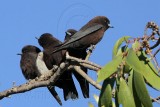 _MG_3233 Little Woodswallow.jpg