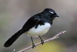 _MG_1652 Willie Wagtail.jpg
