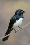 _MG_1737 Willie Wagtail.jpg