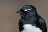 _MG_1754 Willie Wagtail.jpg