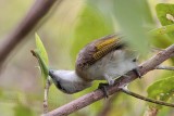 _MG_2129 Rufous-banded Honeyeater.jpg