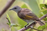 _MG_2136 Rufous-banded Honeyeater.jpg