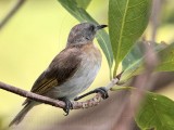 _MG_2145 Rufous-banded Honeyeater.jpg