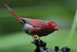 Crimson Finch - Neochmia phaeton - NT