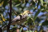 _MG_4744 Olive-backed Oriole.jpg