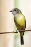 _MG_5011 Lemon-bellied Flycatcher.jpg