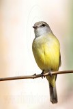 _MG_5021 Lemon-bellied Flycatcher.jpg
