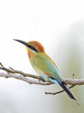 _MG_5729 Rainbow Bee-eater.jpg
