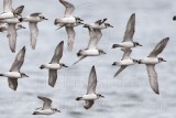 _MG_5956crop Greater Sand Plover.jpg