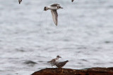_MG_5970crop Greater Sand Plover and Grey-tailed Tattler.jpg