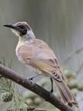 _MG_6089 Little Friarbird.jpg