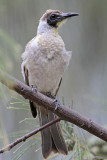 _MG_6091 Little Friarbird.jpg