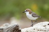 _MG_7766 Red-capped Plover.jpg