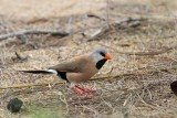 _MG_8088 Long-tailed Finch.jpg