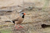 _MG_8102 Long-tailed Finch.jpg