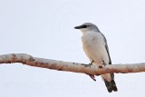 White-bellied Cuckoo-shrike - Coracina papuensis - NT