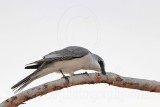 _MG_4770 White-bellied Cuckoo-shrike.jpg