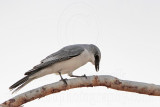 _MG_4774 White-bellied Cuckoo-shrike.jpg
