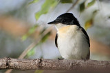 _MG_5657  Restless Flycatcher.jpg