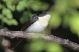 _MG_5665 Restless Flycatcher.jpg