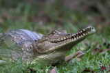 _MG_7050 Australian Freshwater Crocodile.jpg