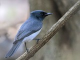 _MG_7601 Leaden Flycatcher.jpg