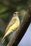 _MG_7723 Lemon-bellied Flycatcher.jpg