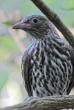 Australasian Figbird - Sphecotheres vieilloti - NT