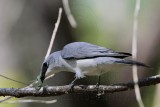 _MG_3819 White-bellied Cuckoo-shrike.jpg