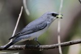 _MG_3828 White-bellied Cuckoo-shrike.jpg