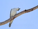 _MG_3877 White-bellied Cuckoo-shrike.jpg