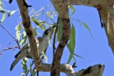 _MG_5127 Silver-crowned Friarbirds.jpg