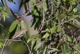 _MG_5415 White-winged Triller.jpg