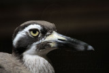 _MG_1689 Beach Stone-curlew.jpg