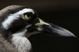 _MG_1696 Beach Stone-curlew.jpg