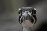 _MG_2185 Beach Stone-curlew.jpg