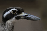 _MG_3790 Beach Stone-curlew.jpg