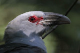 _MG_4067 Channel-billed Cuckoo.jpg