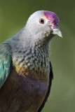_MG_4127 Rose-crowned Fruit-dove.jpg