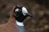 _MG_9406 Flock Bronzewing.jpg