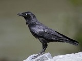 _MG_1352 Torresian Crow.jpg
