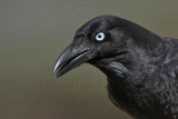 Torresian Crow - Corvus orru - NT