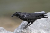 _MG_1385 Torresian Crow.jpg