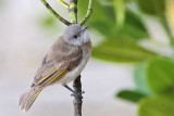 _MG_0091 Rufous-banded Honeyeater.jpg