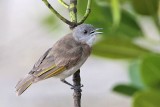 _MG_0096 Rufous-banded Honeyeater.jpg