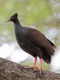 _MG_8091 Orange-footed Scrubfowl.jpg